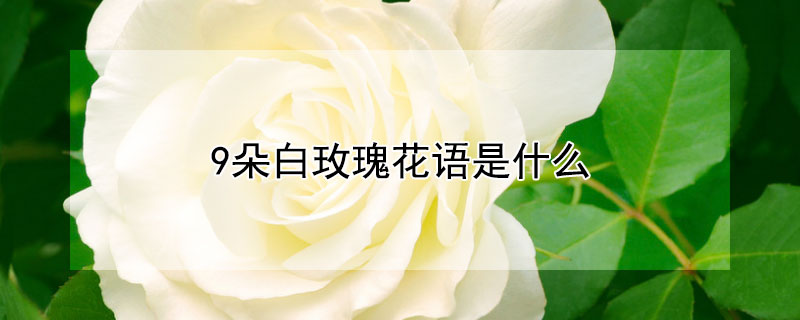 9朵白玫瑰花語是什么