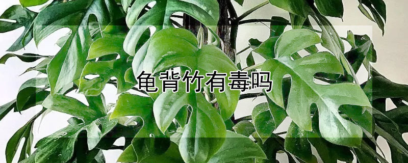 龜背竹有毒嗎