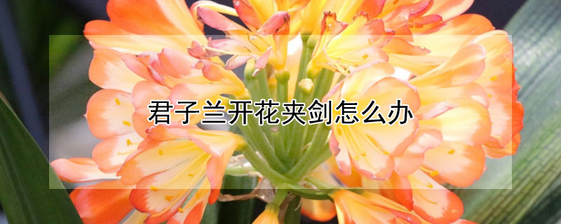 君子蘭開花夾劍怎么辦