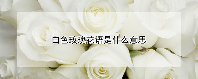 白色玫瑰花語是什么意思