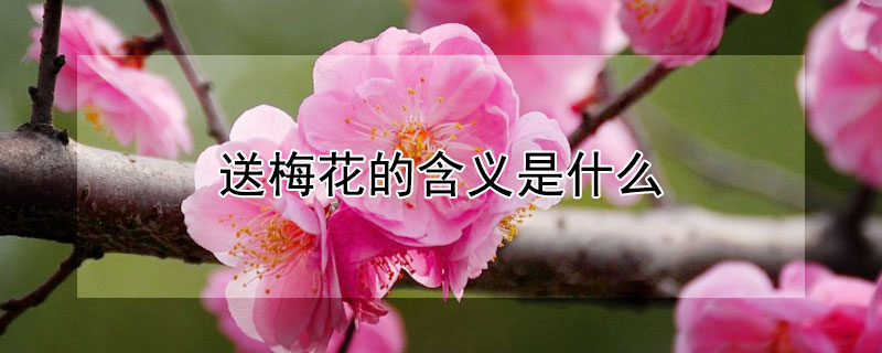 送梅花的含義是什么