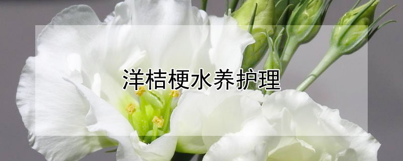 洋桔梗水養(yǎng)護(hù)理