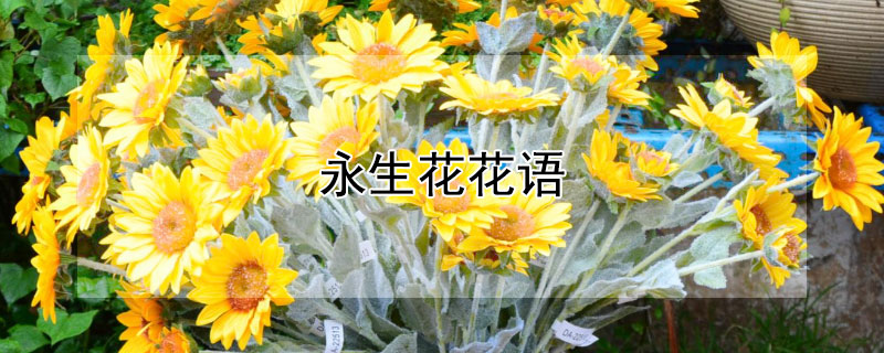 永生花花語