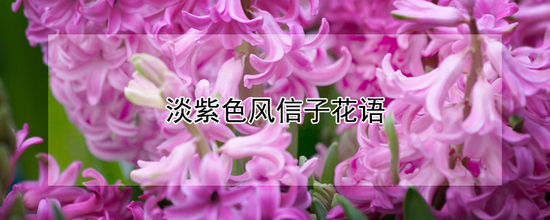 淡紫色風(fēng)信子花語