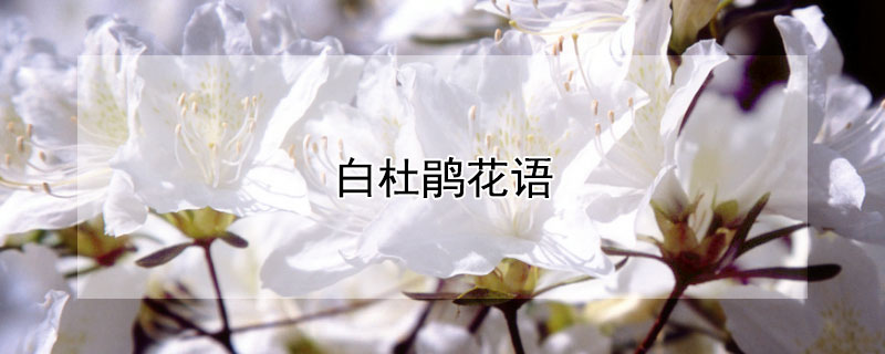 白杜鵑花語