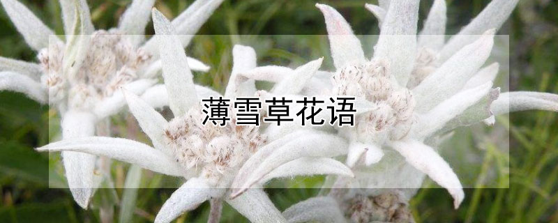 薄雪草花語