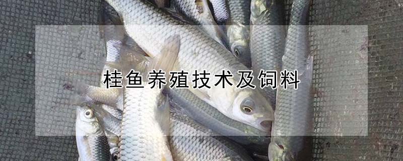 桂魚養殖技術及飼料