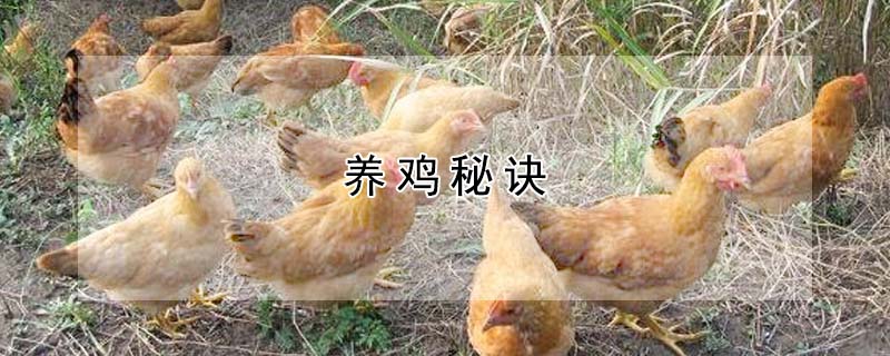 養雞秘訣