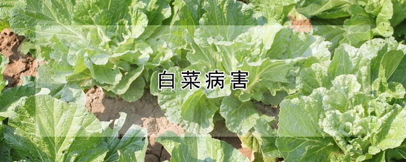 白菜病害