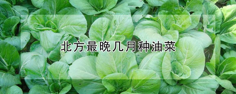 北方最晚幾月種油菜