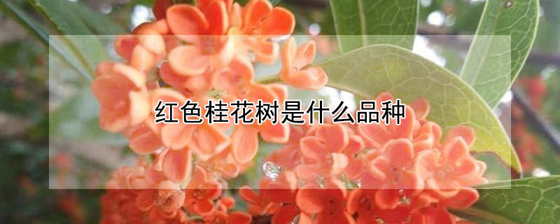 紅色桂花樹是什么品種