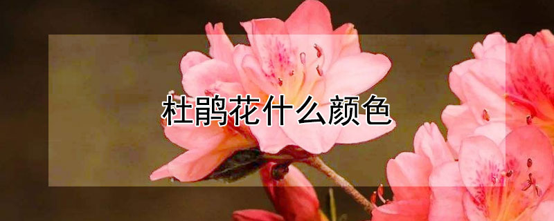 杜鵑花什么顏色