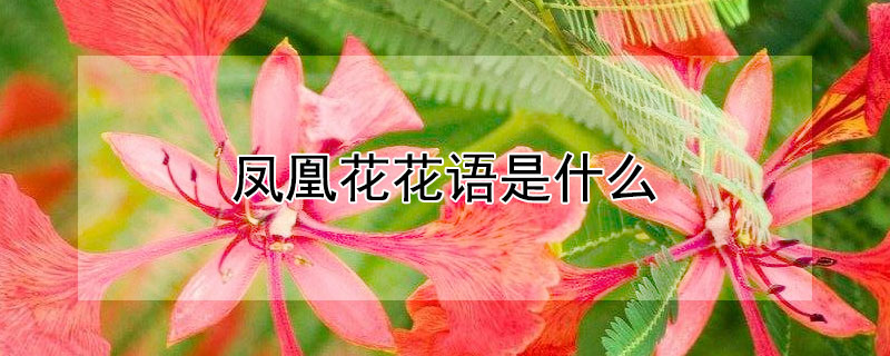 鳳凰花花語是什么