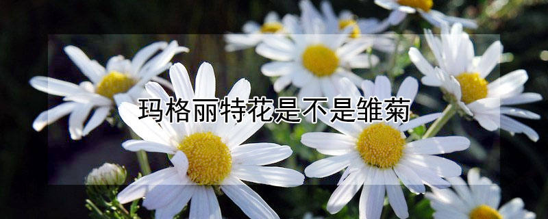 瑪格麗特花是不是雛菊