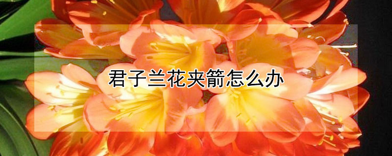 君子蘭花夾箭怎么辦