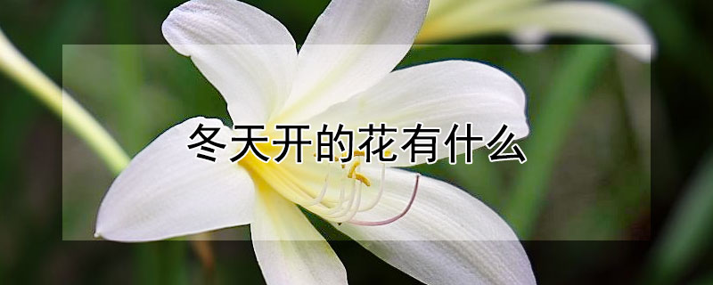 冬天開的花有什么