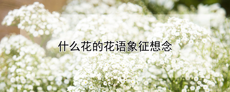 什么花的花語(yǔ)象征想念