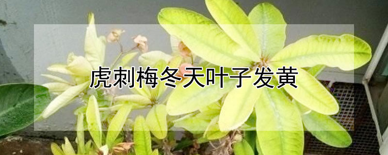 虎刺梅冬天葉子發(fā)黃