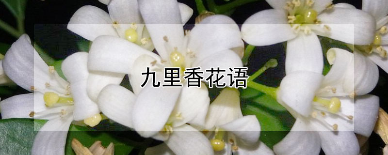 九里香花語(yǔ)