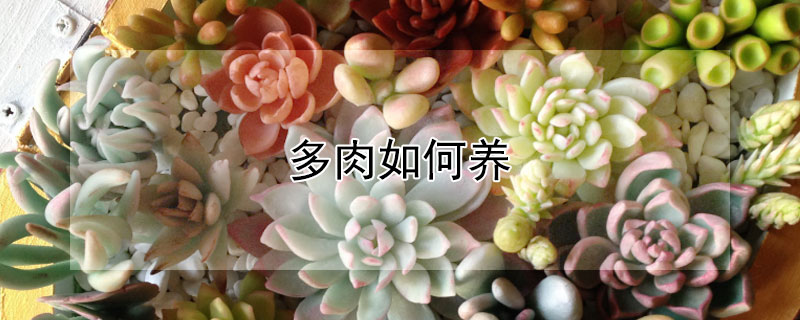 多肉如何養(yǎng)