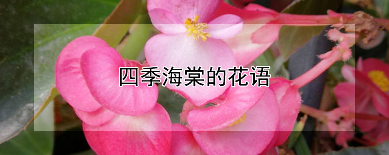 四季海棠的花語(yǔ)