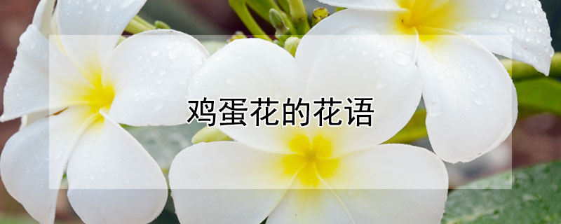 雞蛋花的花語