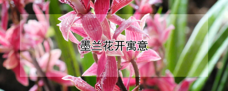 墨蘭花開(kāi)寓意