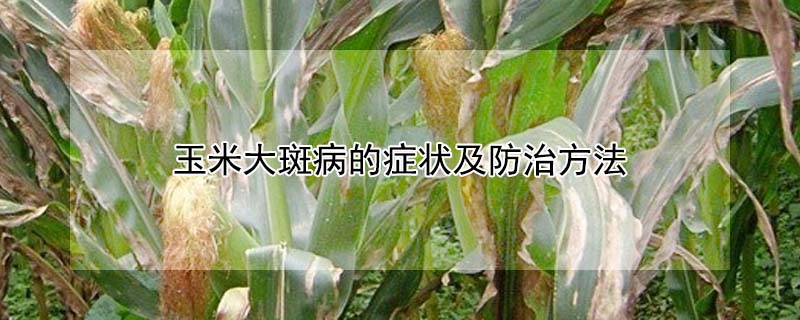 玉米大斑病的癥狀及防治方法