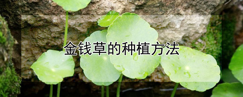 金錢(qián)草的種植方法