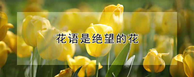 花語是絕望的花