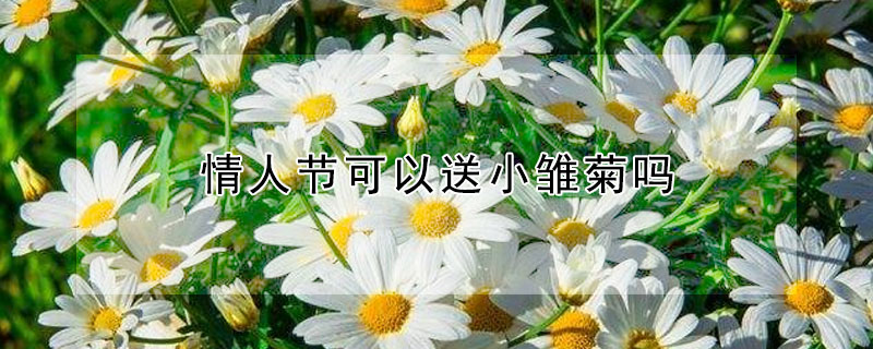 情人節(jié)可以送小雛菊嗎