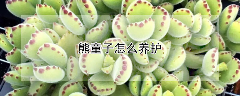 熊童子怎么養(yǎng)護(hù)