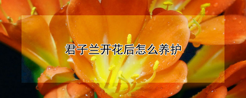 君子蘭開花后怎么養護