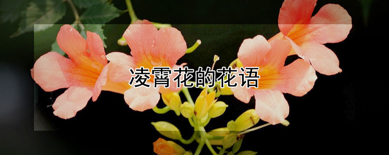 凌霄花的花語