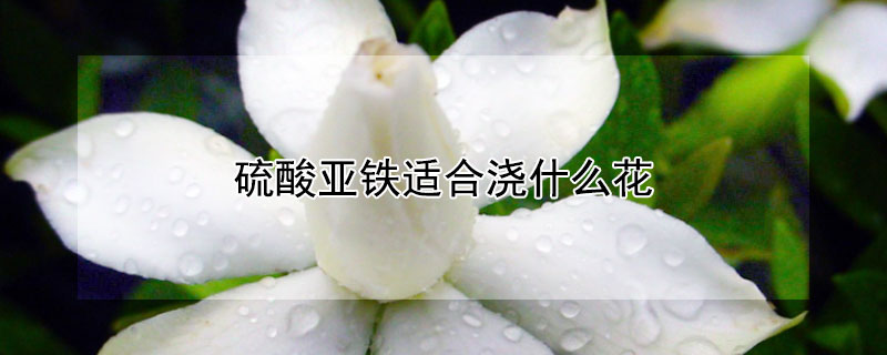 硫酸亞鐵適合澆什么花