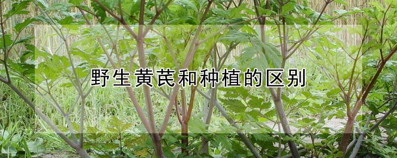 野生黃芪和種植的區別