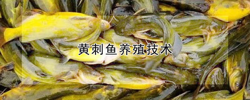 黃刺魚養(yǎng)殖技術(shù)