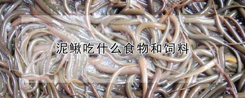 泥鰍吃什么食物和飼料