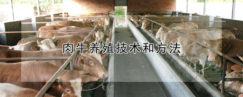 肉牛養殖技術和方法