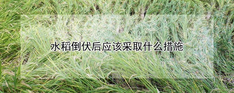 水稻倒伏后應該采取什么措施