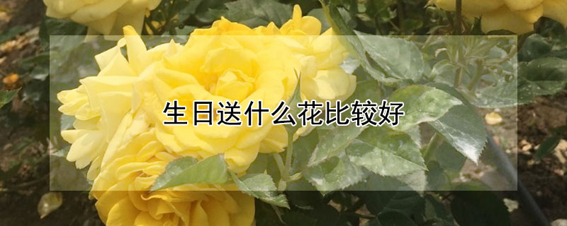 生日送什么花比較好