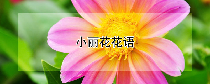 小麗花花語