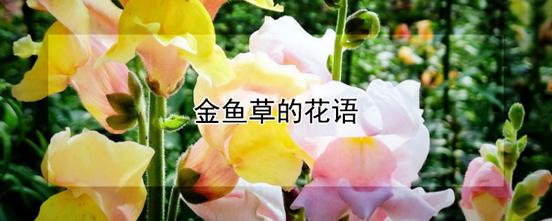 金魚草的花語