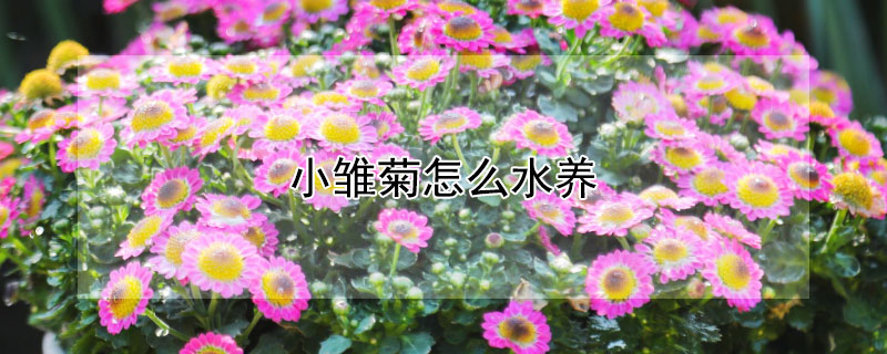 小雛菊怎么水養(yǎng)