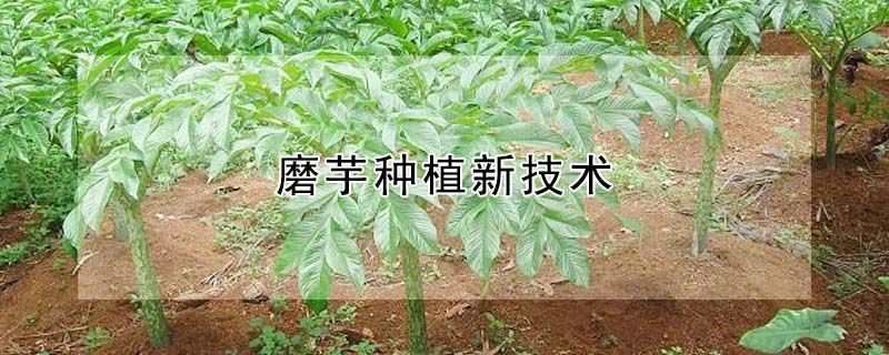 磨芋種植新技術(shù)