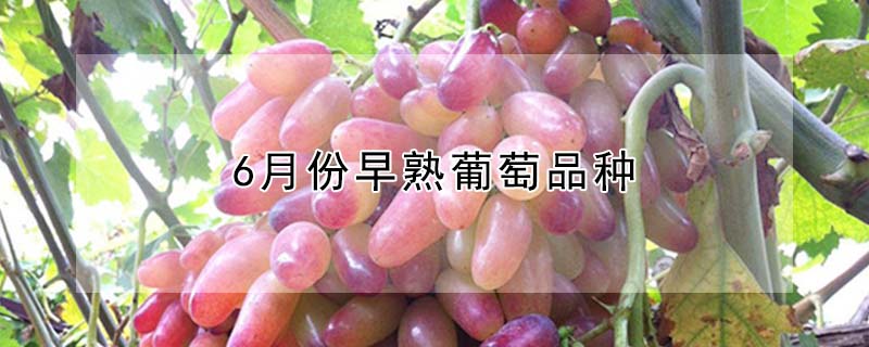 6月份早熟葡萄品種