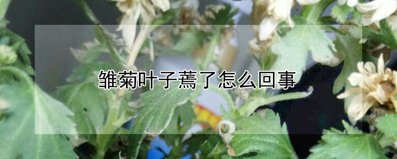 雛菊葉子蔫了怎么回事