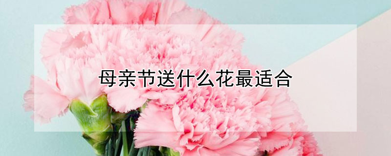 母親節(jié)送什么花最適合