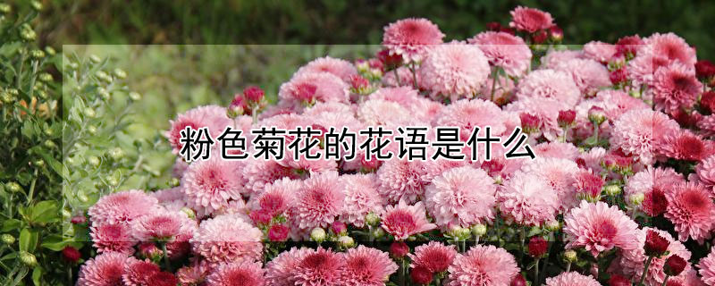 粉色菊花的花語是什么