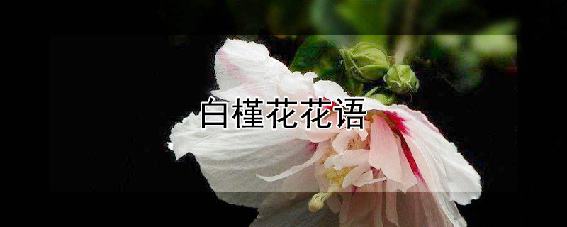 白槿花花語